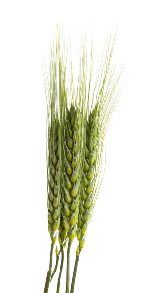 Beyaz Arkaplanda Izole Edilmiş Yeşil Buğday Başakları — Stok fotoğraf