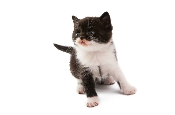 Zwart Wit Kitten Geïsoleerd Witte Achtergrond — Stockfoto