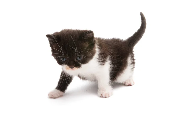 Zwart Wit Kitten Geïsoleerd Witte Achtergrond — Stockfoto
