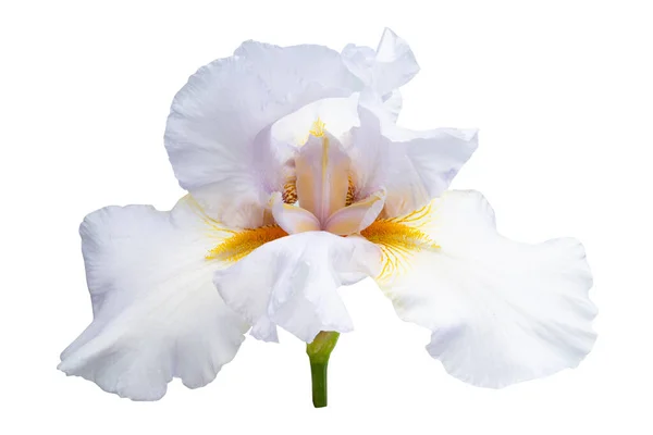 Duży Kwiat Tęczówki Izolowane Białym Tle — Zdjęcie stockowe