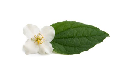 yasemin çiçeği beyaz arkaplanda yaprak izole