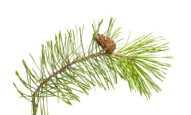 çam dalı beyaz arkaplanda izole edildi