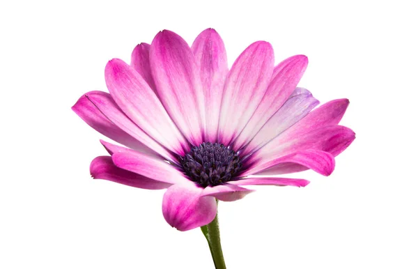 Osteosperumum Daisy Flower Isoliert Auf Weißem Hintergrund Makro Nahaufnahme — Stockfoto