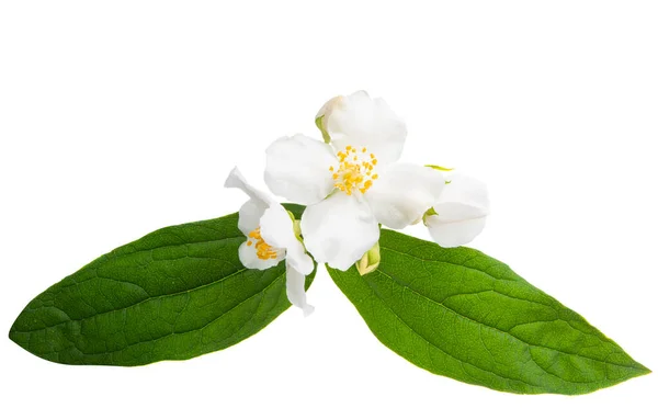 白い背景に葉が孤立したジャスミンの花 — ストック写真