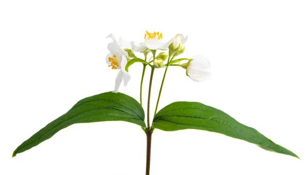 Jasmine Flower Leaf Isolated White Background — Stock Photo, Image