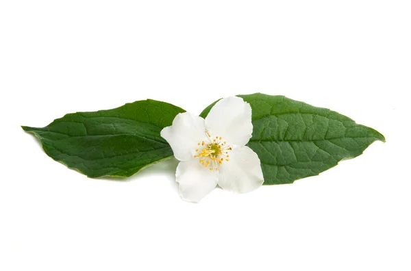 Жасминовый Цветок Листом Белом Фоне — стоковое фото