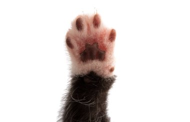 beyaz arkaplanda izole edilmiş bir kedi yavrusu
