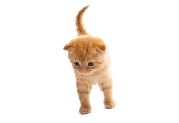 白地に隔離された赤い子猫 — ストック写真