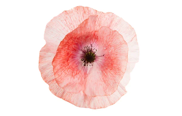 Poppy Flower Isolated White Background — Stock Photo, Image