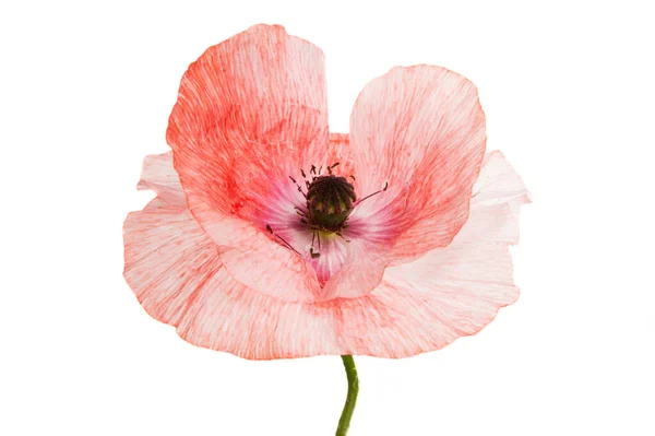 Poppy Flower Isolated White Background — Stock Photo, Image