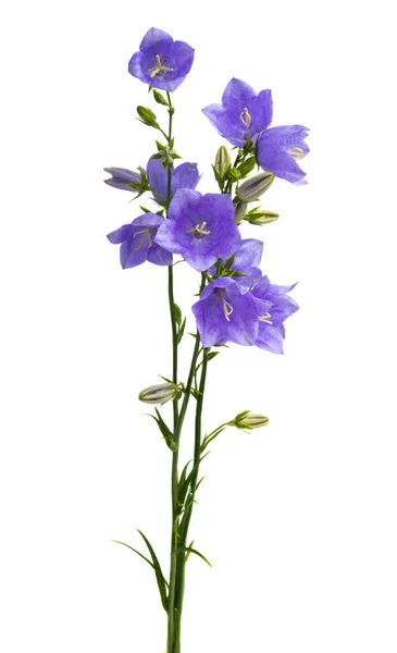 白い背景に孤立した青い鐘の花 — ストック写真