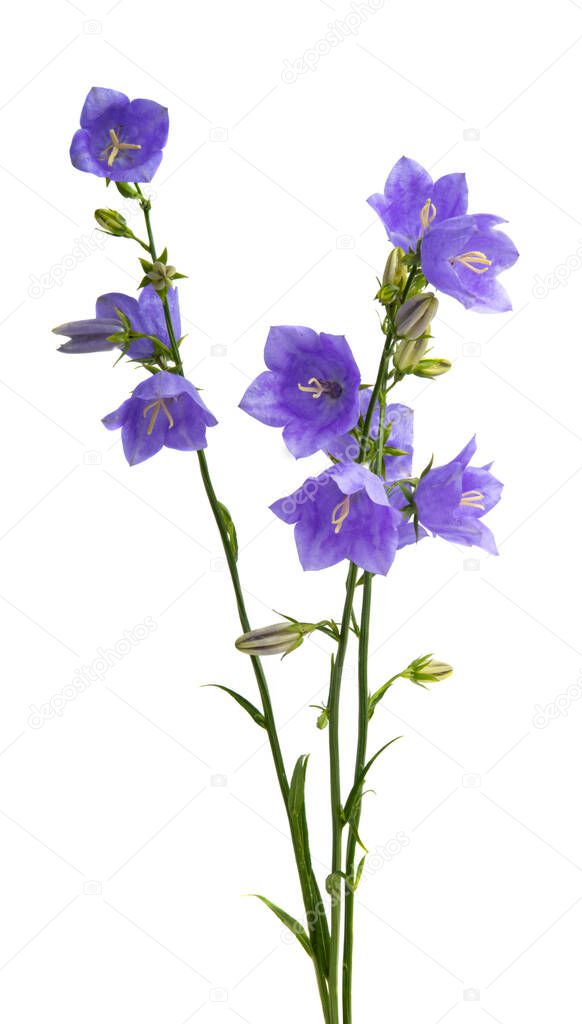 blue bells flowers isolated on white background