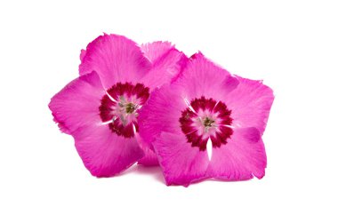 Uzun ömürlü karanfil çiçekleri beyaz arka planda izole edilmiş.