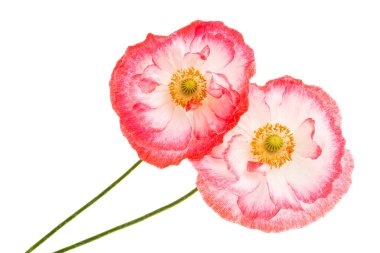 Beyaz arkaplanda yalıtılmış haşhaş çiçeği