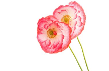 Beyaz arkaplanda yalıtılmış haşhaş çiçeği