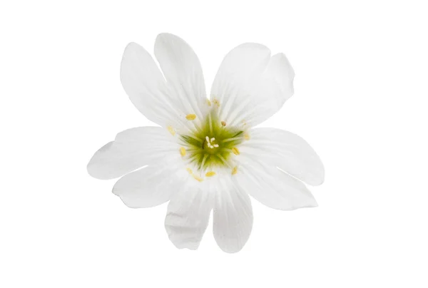 White Flower Isolated White Background — Stock Photo, Image