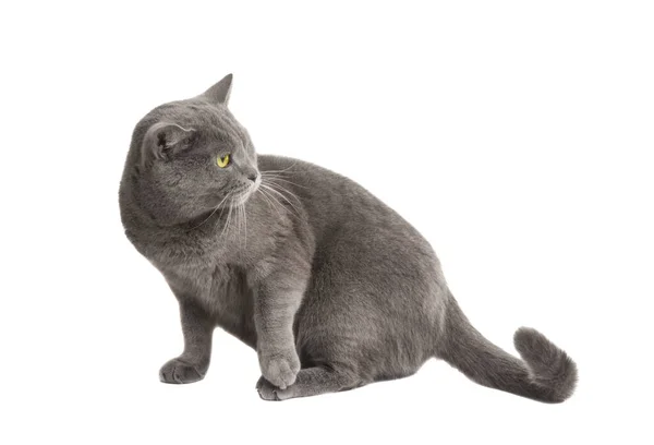 Britisch Graue Katze Isoliert Auf Weißem Hintergrund — Stockfoto