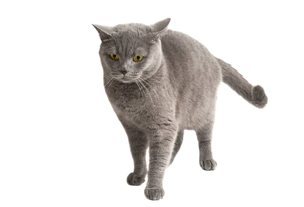 Серый Кот Выделенный Белом Фоне — стоковое фото