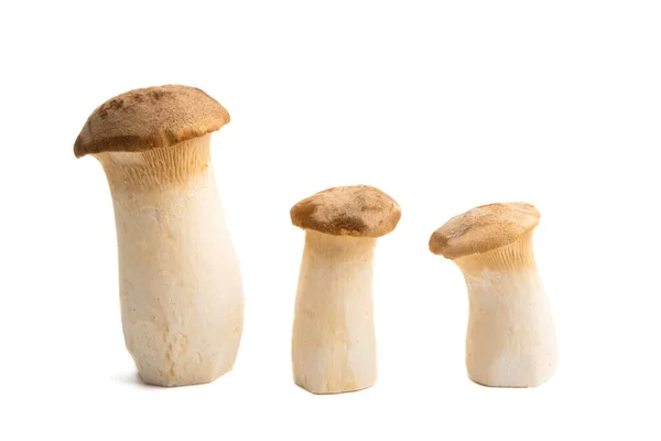 Cogumelos Eringi Isolados Sobre Fundo Branco — Fotografia de Stock