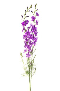 Güzel çayır çiçekleri beyaz arkaplanda izole edilmiş.