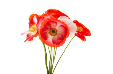 Beyaz arka planda izole edilmiş haşhaş buketi