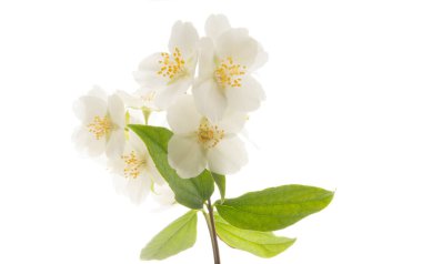 Beyaz arka planda yasemin çiçekleri olan güzel bir dal