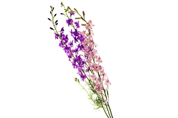 Mooie Weide Bloemen Geïsoleerd Witte Achtergrond — Stockfoto