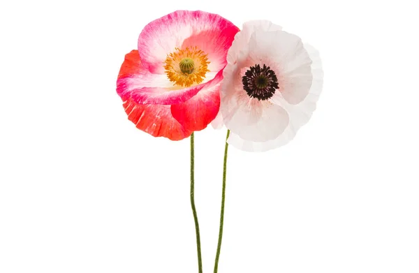 Bouquet Poppies Isolated White Background — Stock Photo, Image