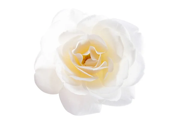 Rózsa Virág Elszigetelt Fehér Háttér — Stock Fotó