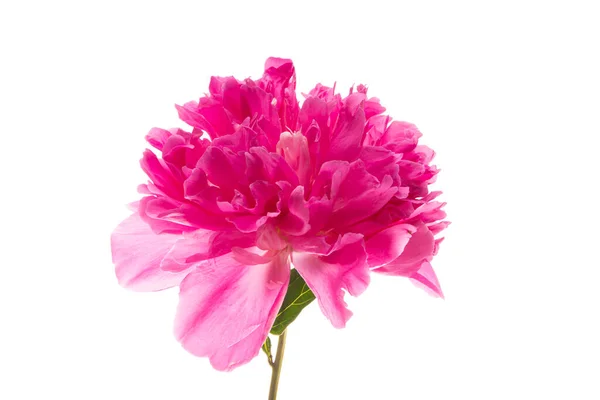 Flor Peonía Rosa Aislada Sobre Fondo Blanco — Foto de Stock