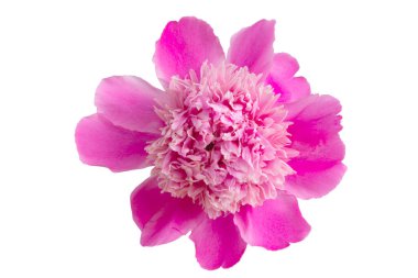 beyaz arkaplanda yalıtılmış şakayık çiçeği