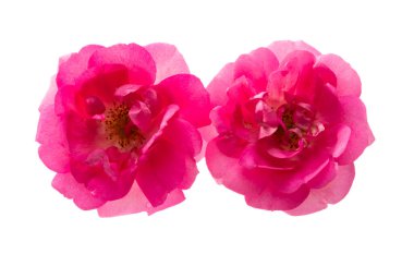 Beyaz arkaplanda izole gül çiçeği