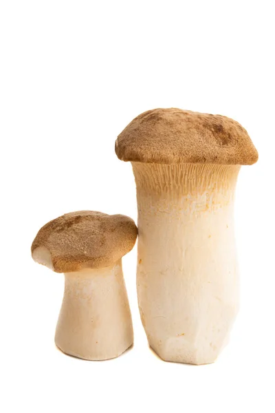 Funghi Eringi Isolati Sfondo Bianco — Foto Stock