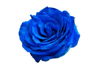 color rose isolated on white background