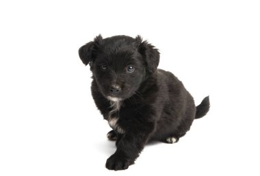 Yavru köpek beyaz arkaplanda izole edildi