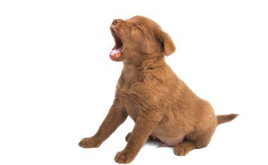 Yavru köpek beyaz arkaplanda izole edildi