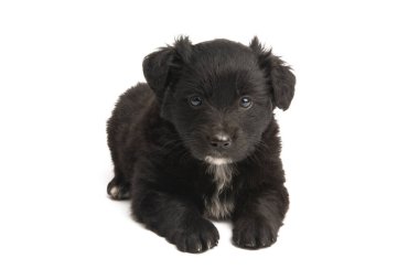 Yavru köpek beyaz arkaplanda izole edildi