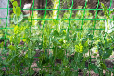 young pea sprouts growing on a farm