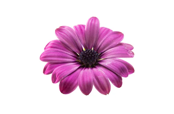 Osteospermum Daisy Flower Isolated White Background Macro Close — 图库照片