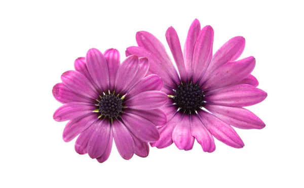 Osteospermum Daisy Flower Isolated White Background Macro Close — Stockfoto