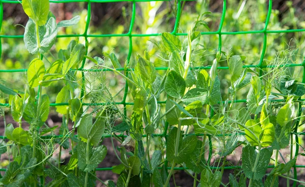 Young Pea Sprouts Growing Farm — Stockfoto