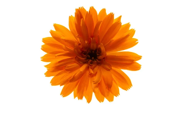 Fleur Calendula Isolée Sur Fond Blanc — Photo