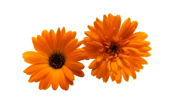 Calendula Flower Isolated White Background — Stock Photo, Image