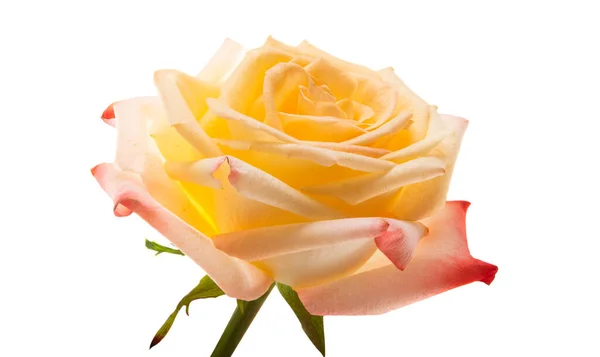 Cream Rose Isolated White Background — Stock Photo, Image