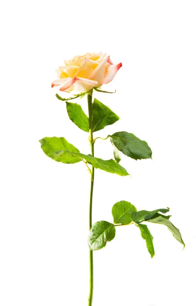 Крем Троянда Ізольована Білому Тлі — стокове фото