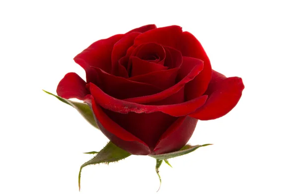 Rose Rouge Isolée Sur Fond Blanc — Photo