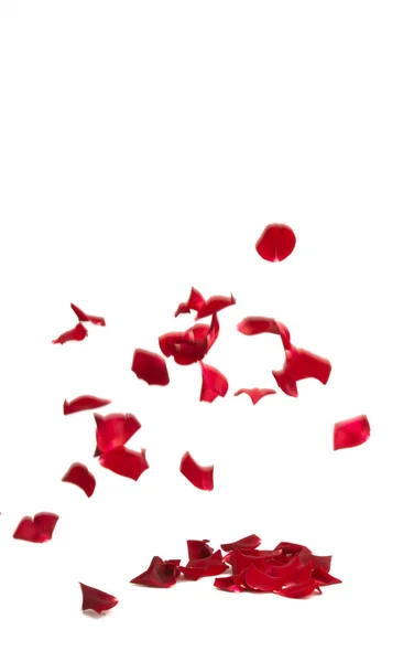 Vörös Rózsa Szirmok Elszigetelt Fehér Háttér — Stock Fotó