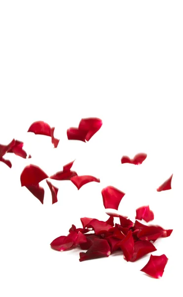 Red Rose Petals Isolated White Background — Stock Photo, Image