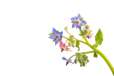 Borage isolated on white background clipart