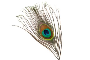 beyaz arkaplanda gözlerden uzak tavuskuşu tüyü